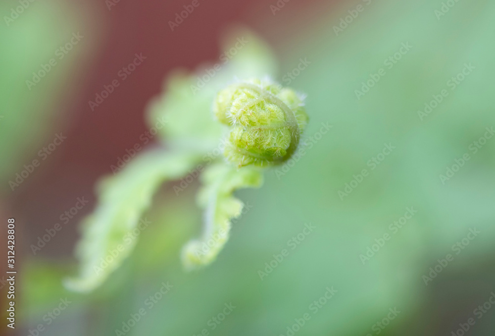 Macro shot of a small fern leaf with shallow depht of fiels Macro shot of a small fern leaf with shallow depht of fiels