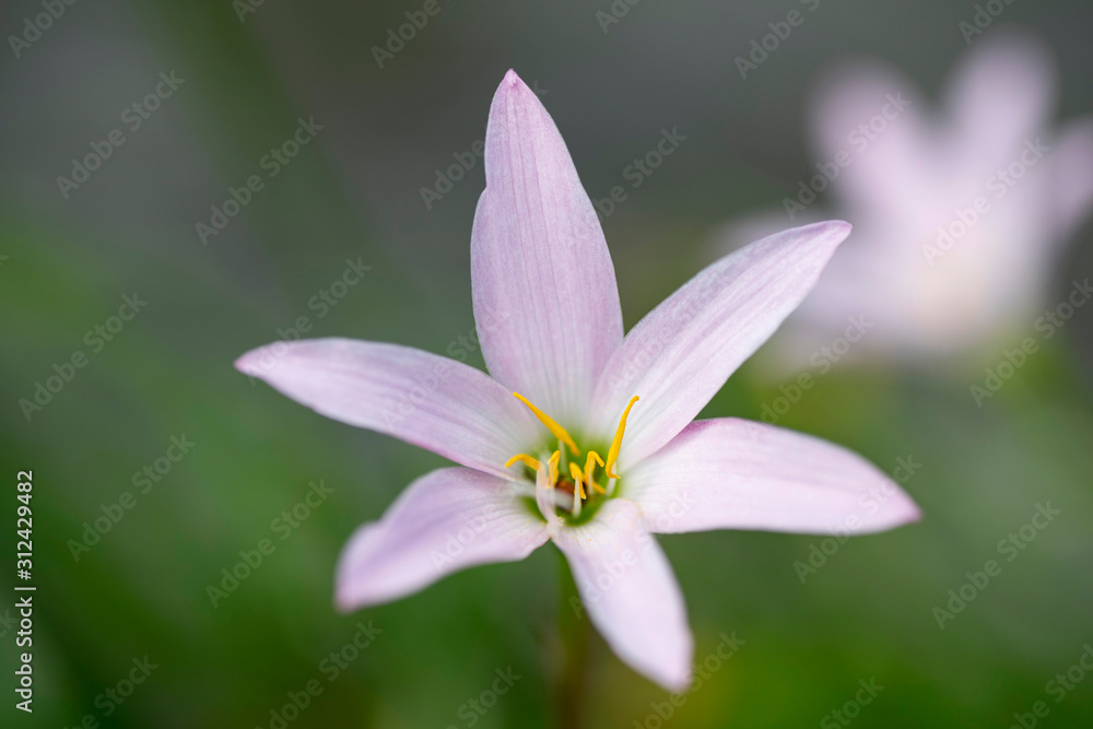 Close up view of a small lily flower with shallow focus Close up view of a small lily flower with shallow focus