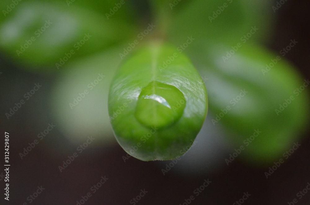 Fototapeta premium green leaves on black background