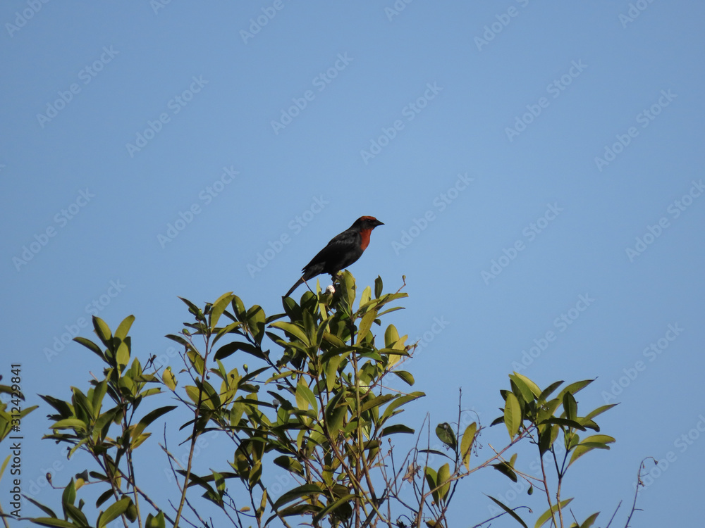 Bird over tree branches. Bird free in nature Bird over tree branches. Bird free in nature