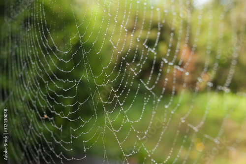 spider web with green background © Antonín