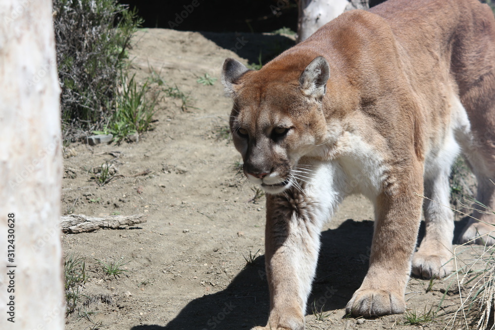 Naklejka premium lion