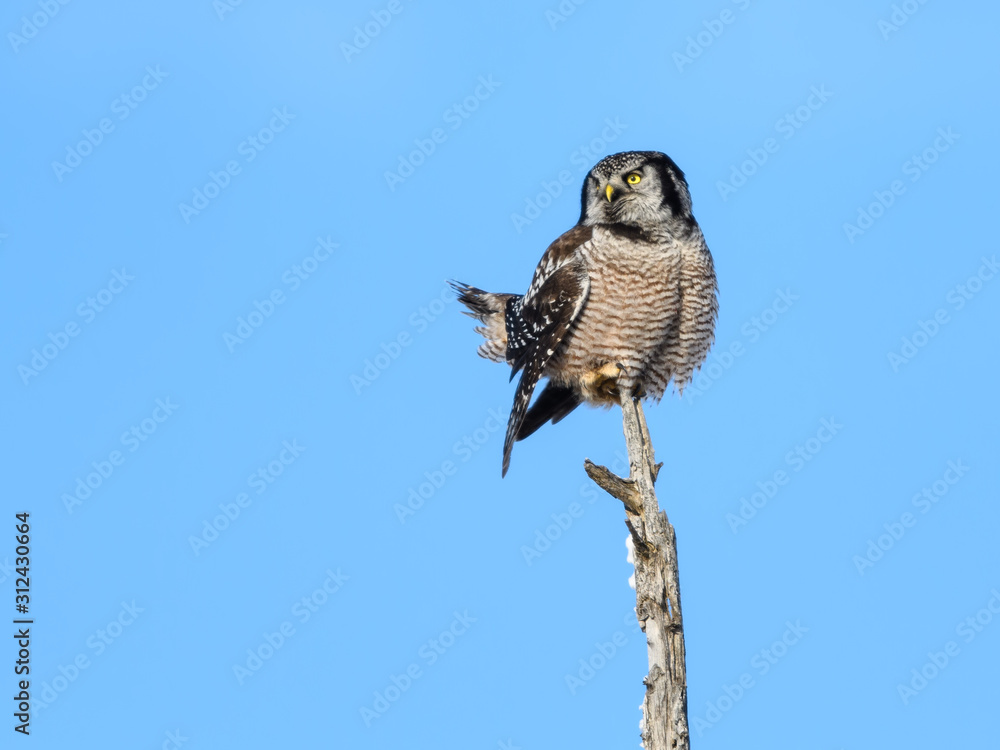 Fototapeta premium Northern Hawk Owl Perched on Top of the Snag in Winter