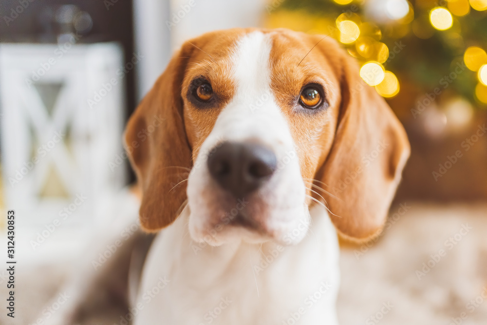 Beagle dog lying on carpet in cozy home. Bright interior Beagle dog lying on carpet in cozy home. Bright interior