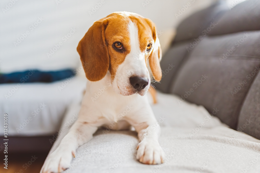Beagle dog lying on sofa in cozy home. Bright interior Beagle dog lying on sofa in cozy home. Bright interior