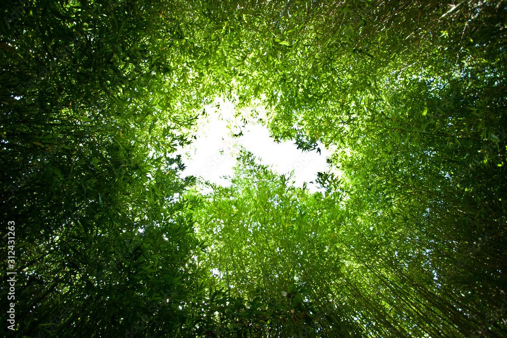 Fototapeta premium Bamboo