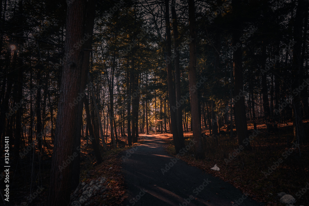 Obraz premium night in the park