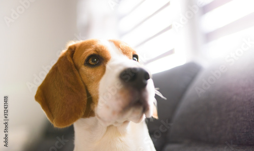 Portrait of purebred beagle dog sitting on couch in living room. Head closeup in bright room.