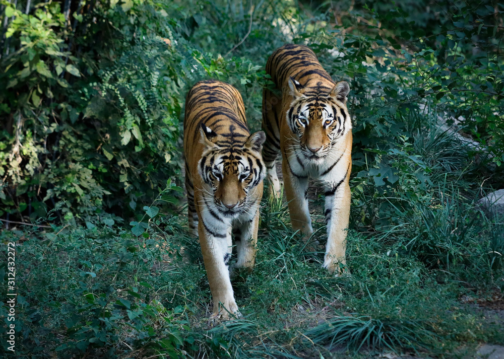 Fototapeta premium two tigers coming out of the forest
