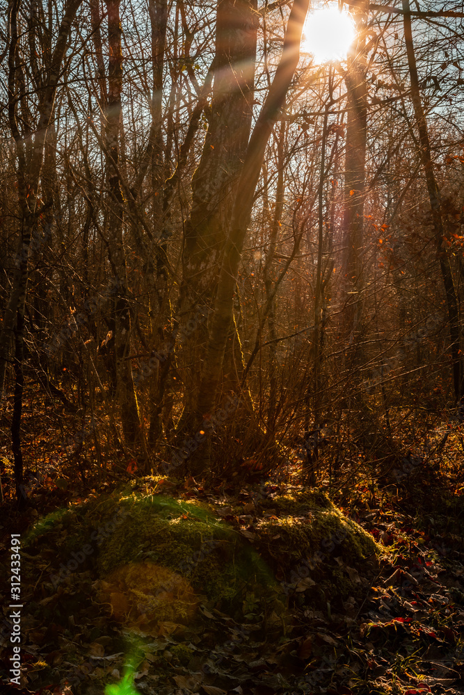 Walking in the forest in autumn Walking in the forest in autumn