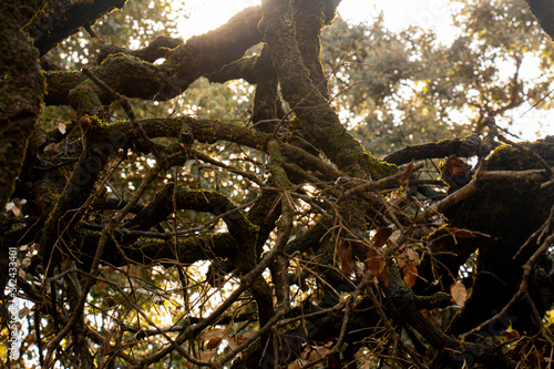 Old Oak Tree