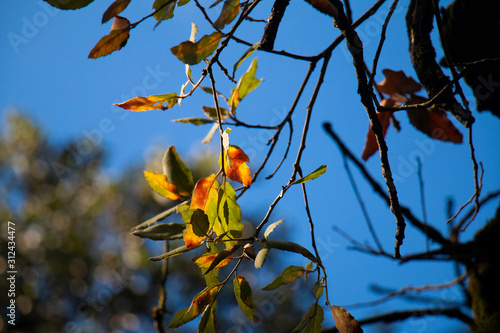 Oak Tree Leaves