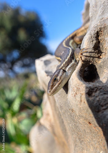 Algerian sand racer lizard Psammodromus algirus lagartija colilarga