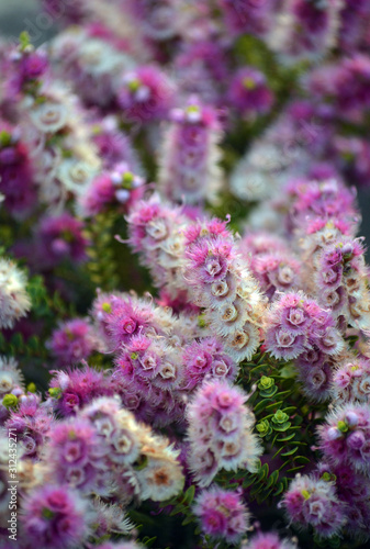 Pink  white  cream and purple flowers of the Western Australian native Spiked Featherflower  Verticordia spicata  family Myrtaceae. Endemic to Geraldton Sandplains region  South-West province of WA