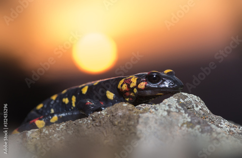 Fire salamander Salamandra morenica in sierra morena  photo