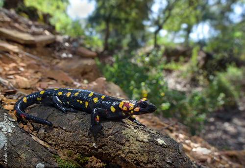 Fire salamander Salamandra morenica in sierra morena 