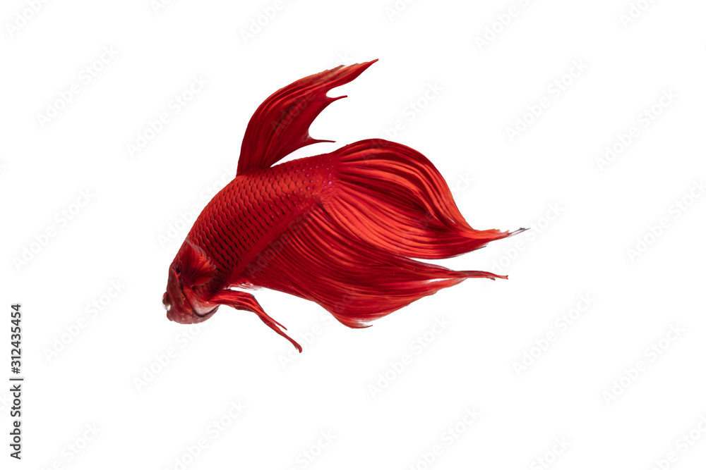 Fototapeta premium Moving moment of red Vailtail Siamese fighting fish or Betta splendens isolated on White background