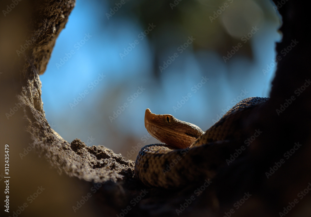 Lataste viper Vipera latastei víbora hocicuda snake  serpiente