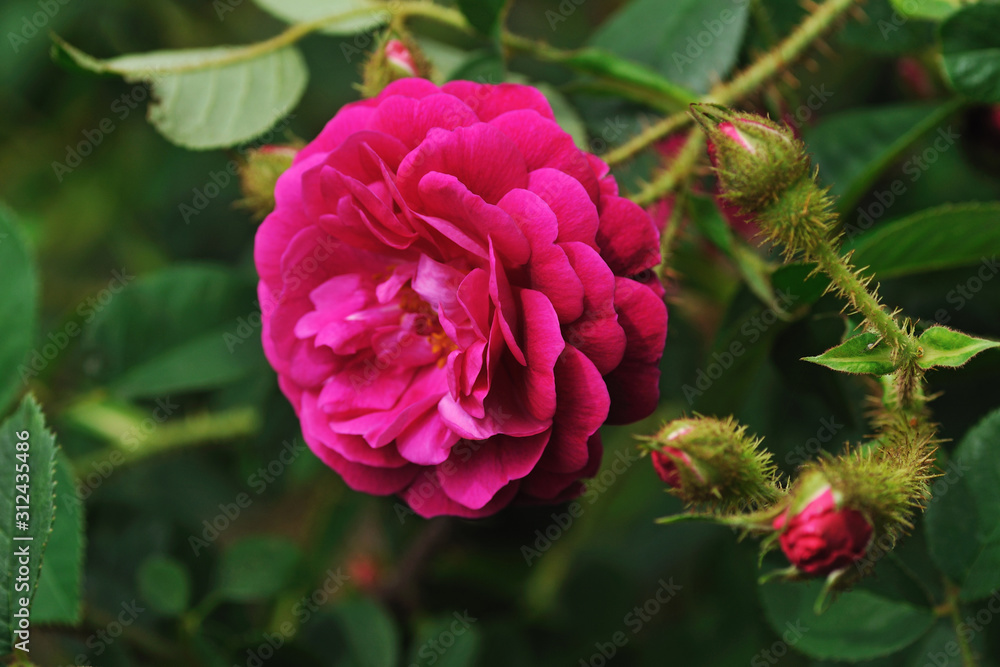 Charm rose