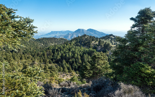 Pinsapos in sierra de las nieves mountains in Málaga
