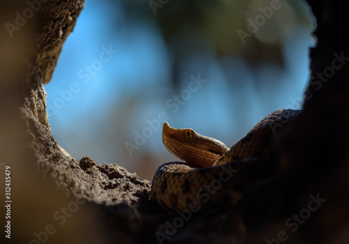 Lataste viper Vipera latastei víbora hocicuda snake serpiente