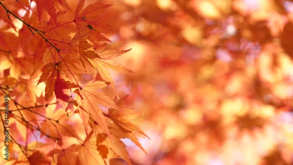 日本の秋の紅葉 日本の秋の紅葉