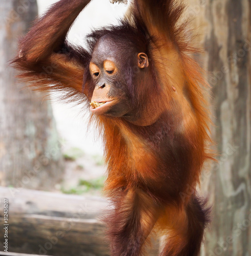 Baby Orangutan eating