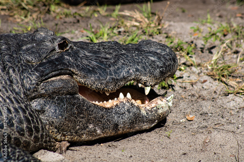 Obraz premium American alligator