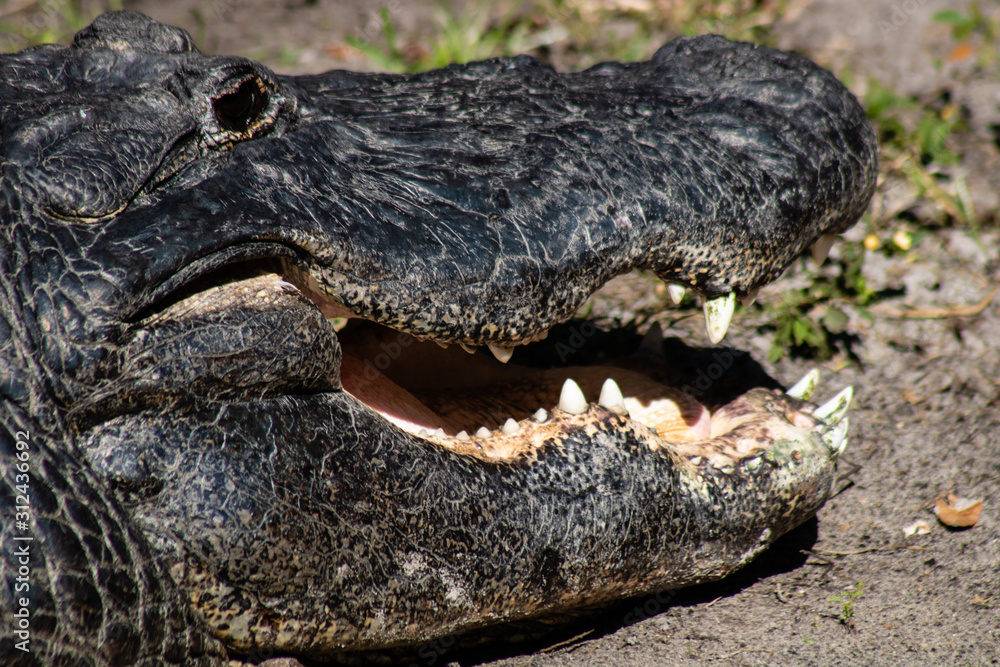 Obraz premium American alligator