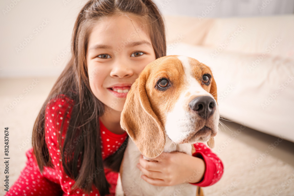 Little Asian girl with cute beagle dog at home Little Asian girl with cute beagle dog at home