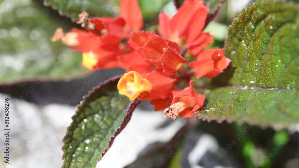 Close up of red flowers in a home's garden. Close up of red flowers in a home's garden.