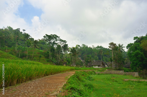 green rice field with rural road © Ahmad Iyadzalloh