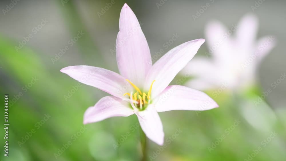 Close up view of a small lily flower with shallow focus moving with the wind. Close up view of a small lily flower with shallow focus moving with the wind.