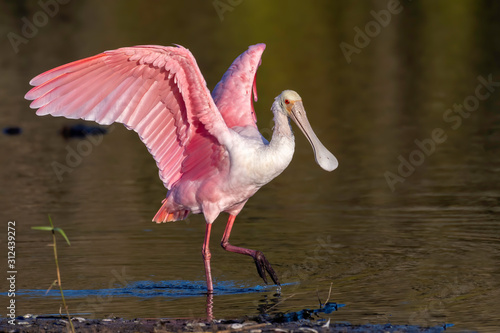 Roseate spoonbill with open wings walking along the shore