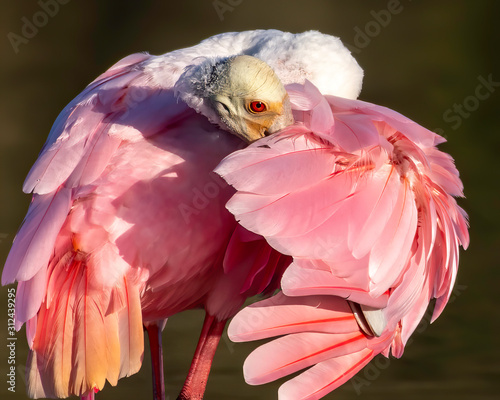 Roseate spoonbill close up of him preening its pink feathers