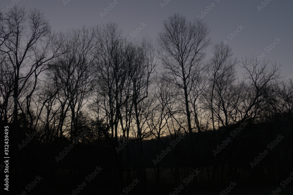 trees at dusk,  December