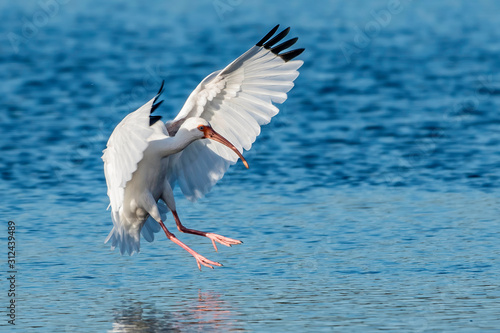 Ibis landing in a lake - Florida, USA