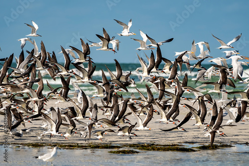 Flock of shore birds takes flight and fills the sky with wings