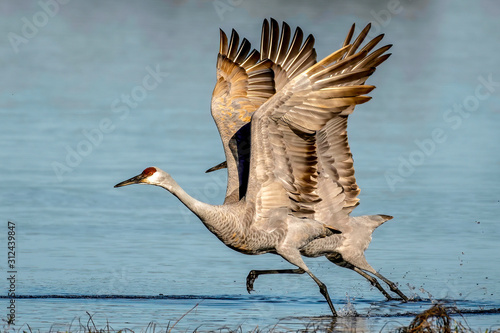 Sandhill crane family flying away from the shore photo