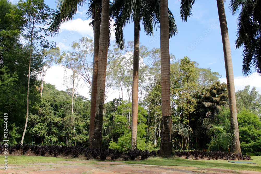 Fototapeta premium Árvore