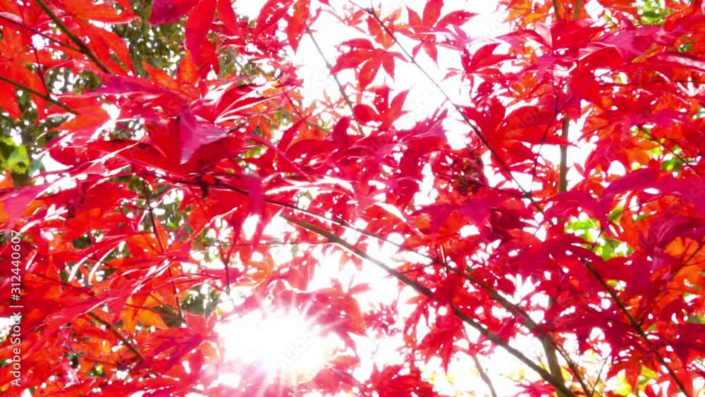Beautiful red and green autumn leaves with sun shining right between them, Tenerife, Spain.Side motion. Beautiful red and green autumn leaves with sun shining right between them, Tenerife, Spain.Side motion.