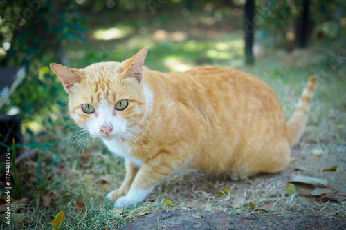 Brown and white cat thai on green grass in nature landscape