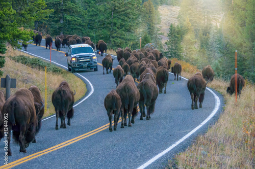 A vehicle stopped while a herd of large bison (Bison bison) walk past it on a highway in the Lamar Valley, Yellowstone National Park.
