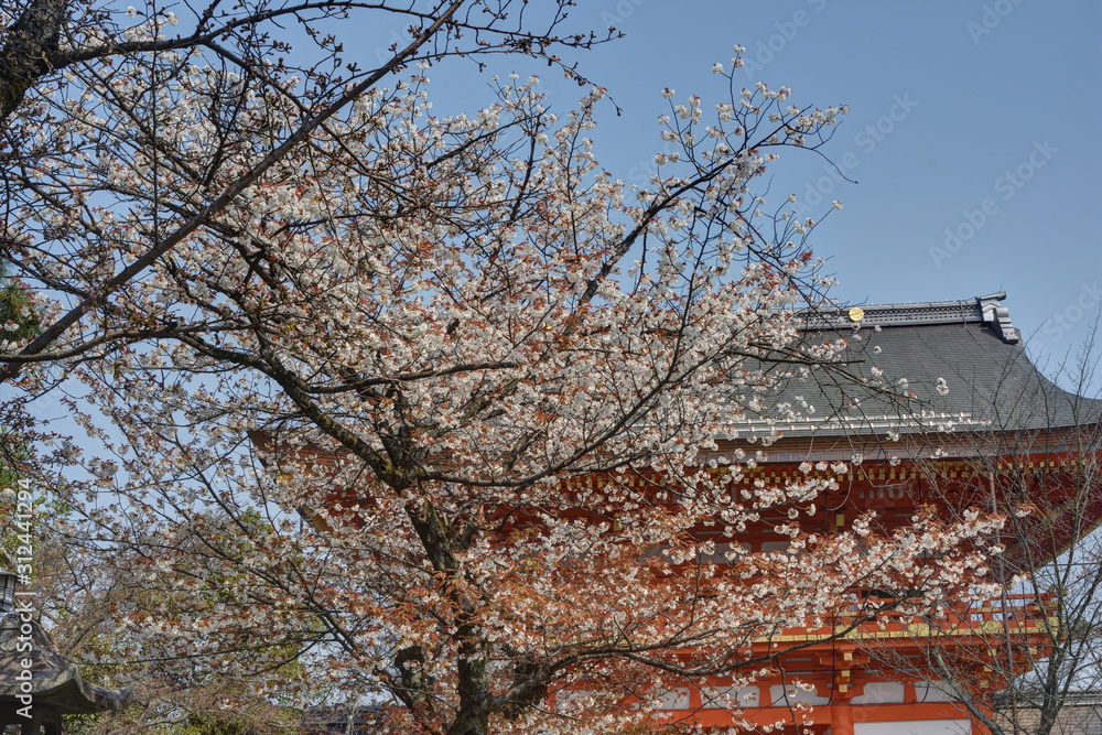 八坂さんの桜と桜門 八坂さんの桜と桜門