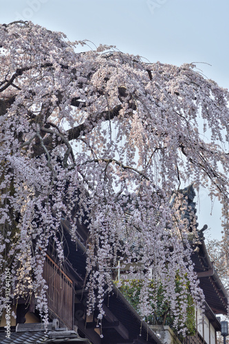 産寧坂の枝垂れ桜 photo