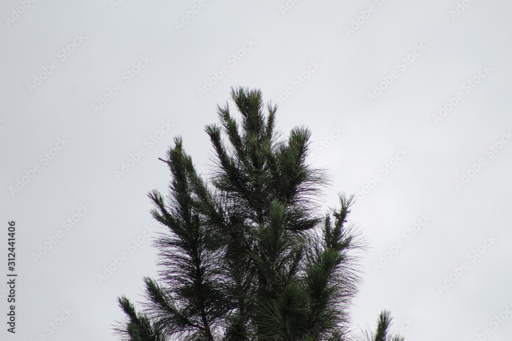 Obraz premium Pinheiro