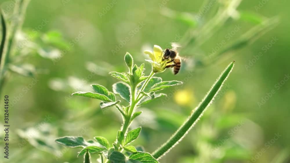 bee sucking nectar on yellow flowers, bee and flowers, Slow Motion bee sucking nectar on yellow flowers, bee and flowers, Slow Motion