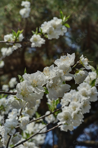 京都御苑の桃