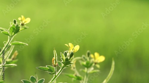 green grass and flowers