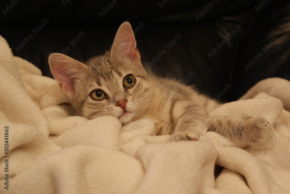 young little cat in a blanket young little cat in a blanket